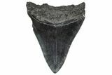 Fossil Megalodon Tooth - South Carolina #368020-1